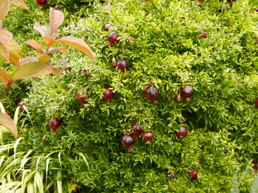 POMEGRANATE 'Eight Ball' --Punica granatum--