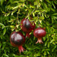 POMEGRANATE 'Eight Ball' --Punica granatum--
