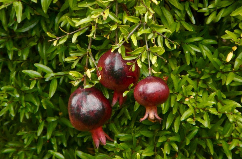 POMEGRANATE 'Eight Ball' --Punica granatum--