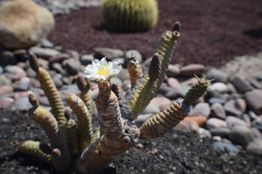 Opuntia turpinii --Pine Cone Prickly Pear--