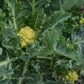 BROCCOLI 'Nine Star Perennial'