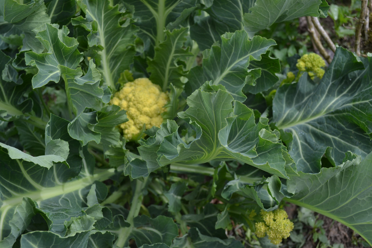 BROCCOLI 'Nine Star Perennial'