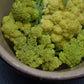 BROCCOLI 'Nine Star Perennial'