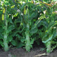 LETTUCE 'Purple Sword Celtuce'