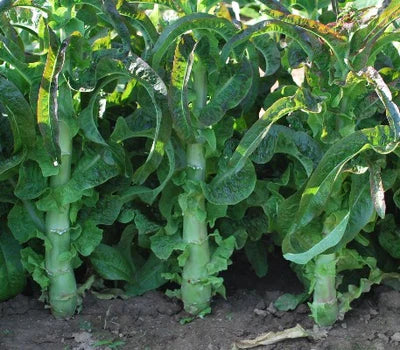 LETTUCE 'Purple Sword Celtuce'