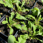 ARUGULA 'Bellezia' --Diplotaxis tenuifolia--