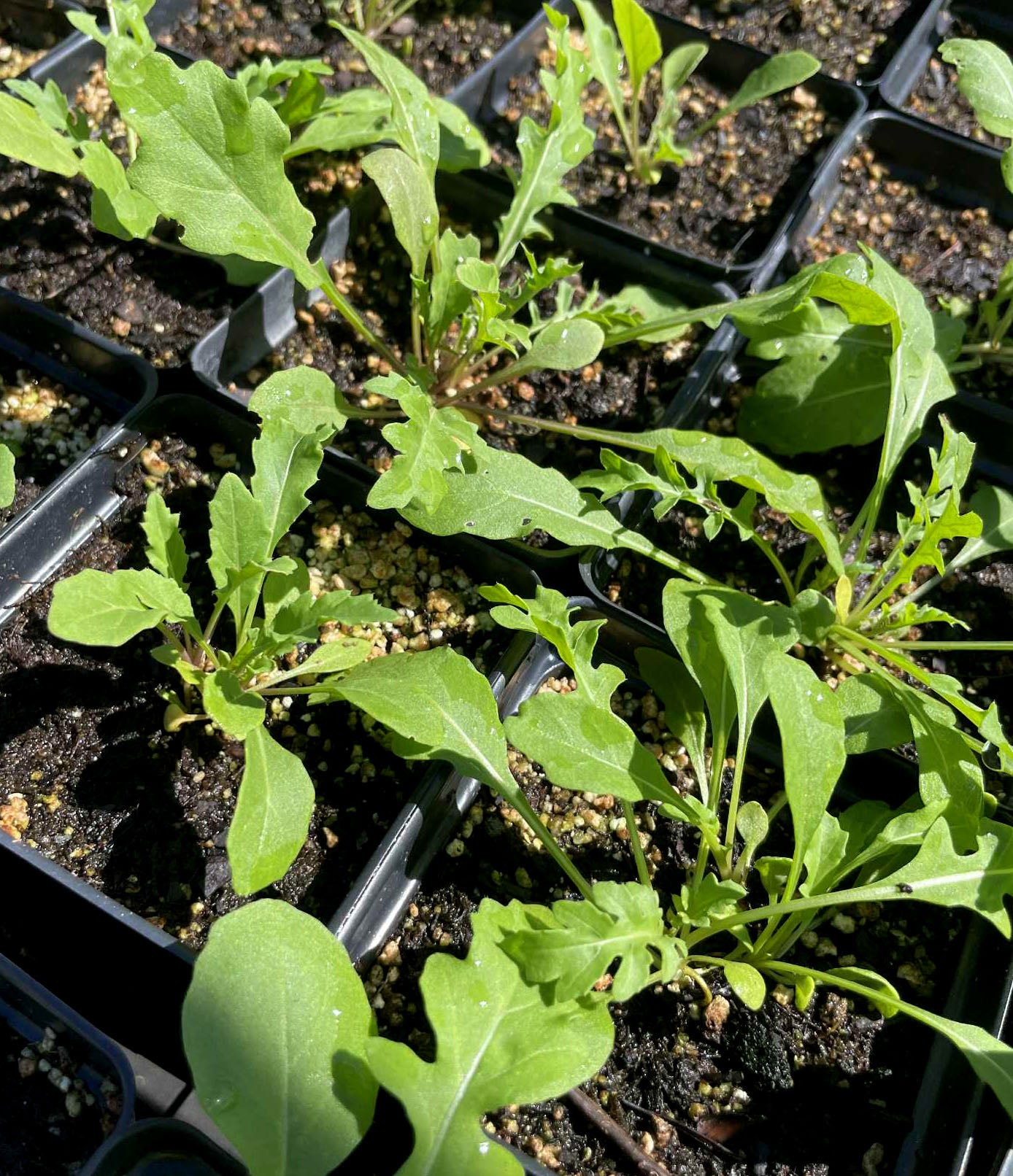 ARUGULA 'Bellezia' --Diplotaxis tenuifolia--