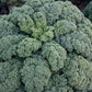 KALE 'Darkibor'