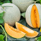 MELON 'Delicious 51 Cantaloupe'