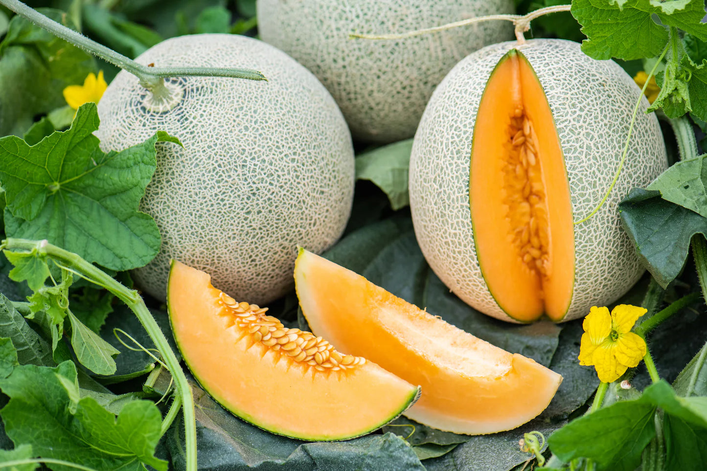 MELON 'Delicious 51 Cantaloupe'
