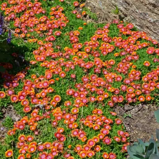 Delosperma --Fire Spinner Ice Plant--