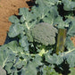 BROCCOLI 'Destiny'