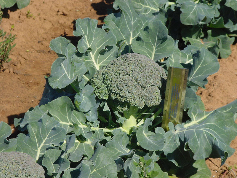 BROCCOLI 'Destiny'