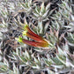 Deuterocohnia lotteae --Deuterocohnia Bromeliad--