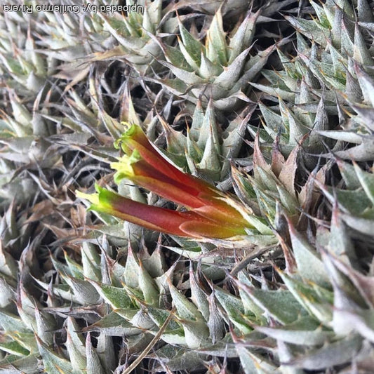 Deuterocohnia lotteae --Deuterocohnia Bromeliad--