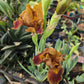Iris germanica --Red Red Wine Bearded Iris--