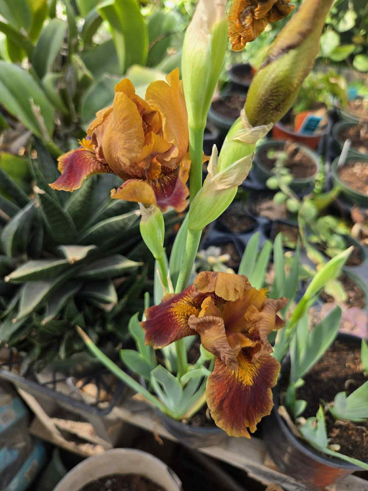 Iris germanica --Red Red Wine Bearded Iris--