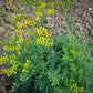 RUE 'Common' --Ruta graveolens--