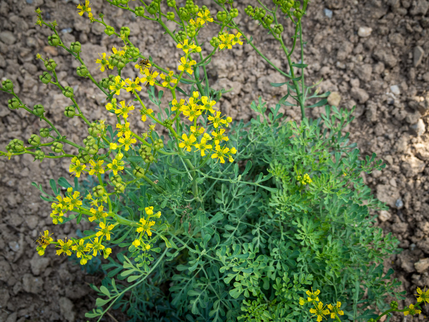RUE 'Common' --Ruta graveolens--
