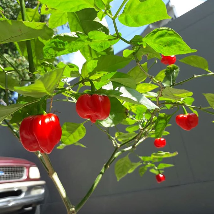 PEPPER 'Ají Chombo' --Capsicum chinense--