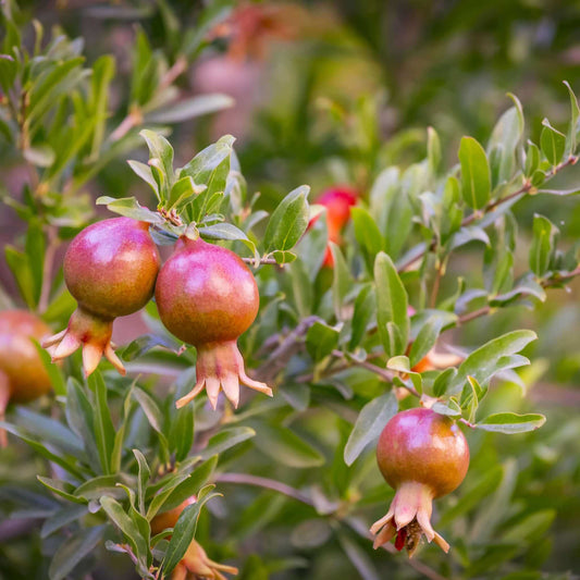 POMEGRANATE 'Dwarf' --Punica granatum v. nana--