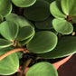 Peperomia boivinii --Edible Peperomia--