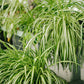 Chlorophytum comosum 'Vittatum' --Variegated Spider Plant--