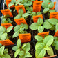 BASIL 'Clove Scented' --Ocimum basilicum--