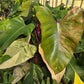 Philodendron erubescens 'Strawberry Shake'