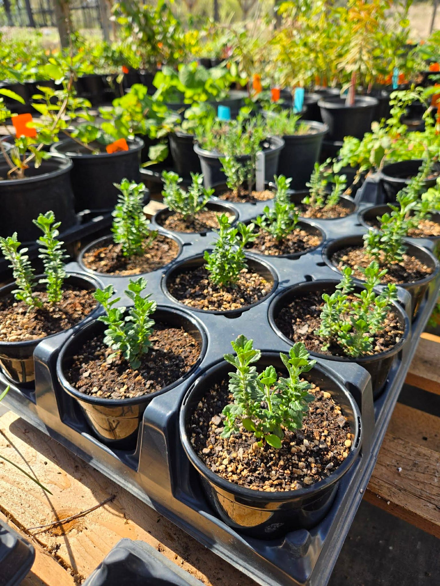 Teucrium chamaedrys --Wall Germander--