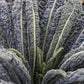 KALE 'Ebony Dinosaur'