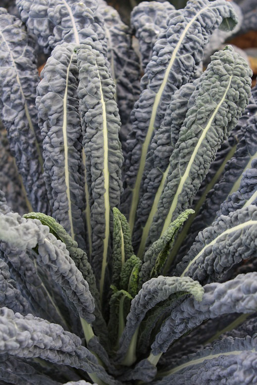 KALE 'Ebony Dinosaur'