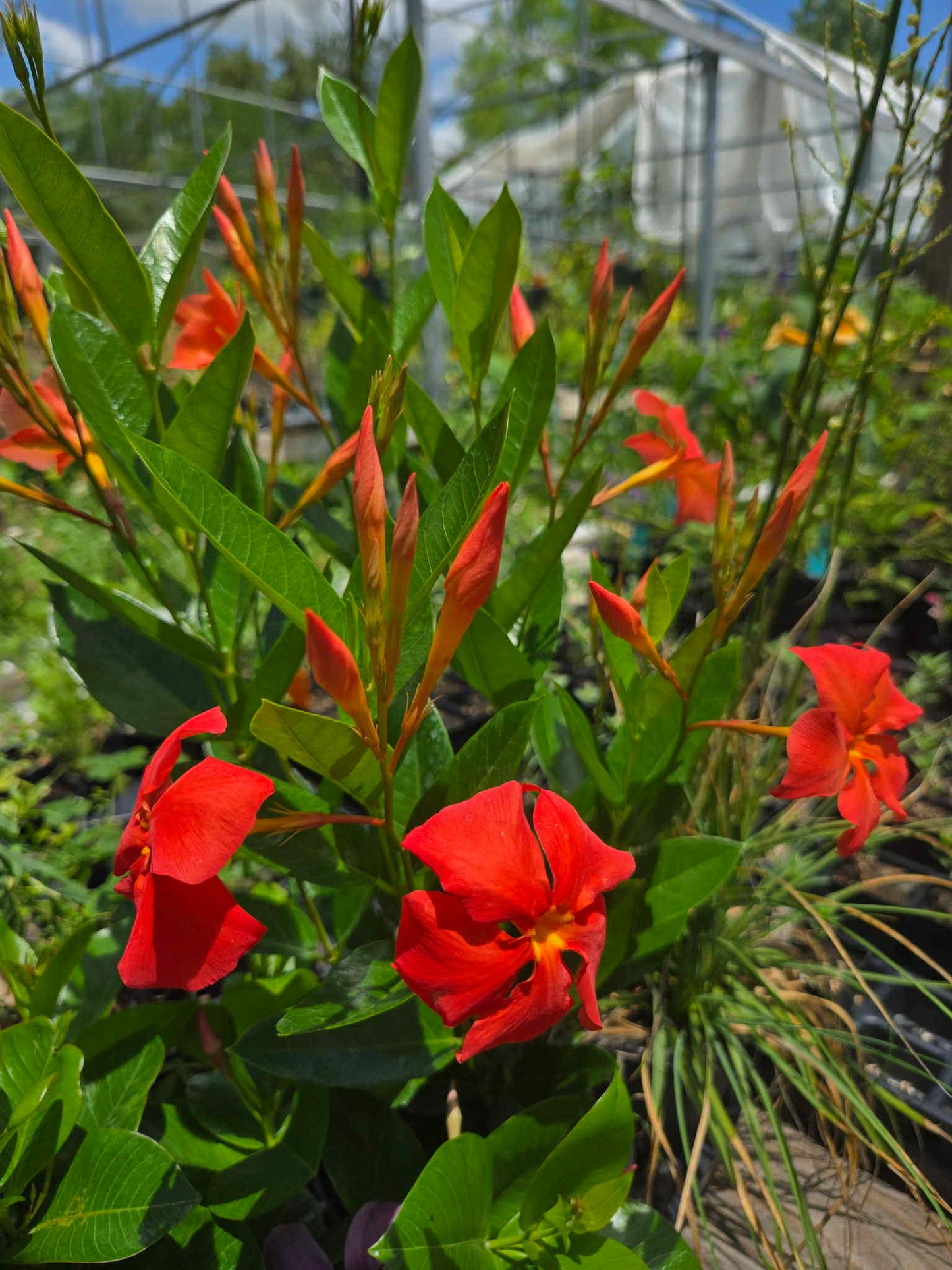 Dipladenia x. --Orange Fire Mandevilla--