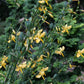 Echeandia texensis --Texas Shooting Star Lily--