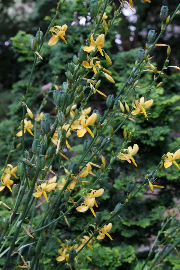 Echeandia texensis --Texas Shooting Star Lily--