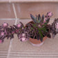 Echeveria 'Serrana'