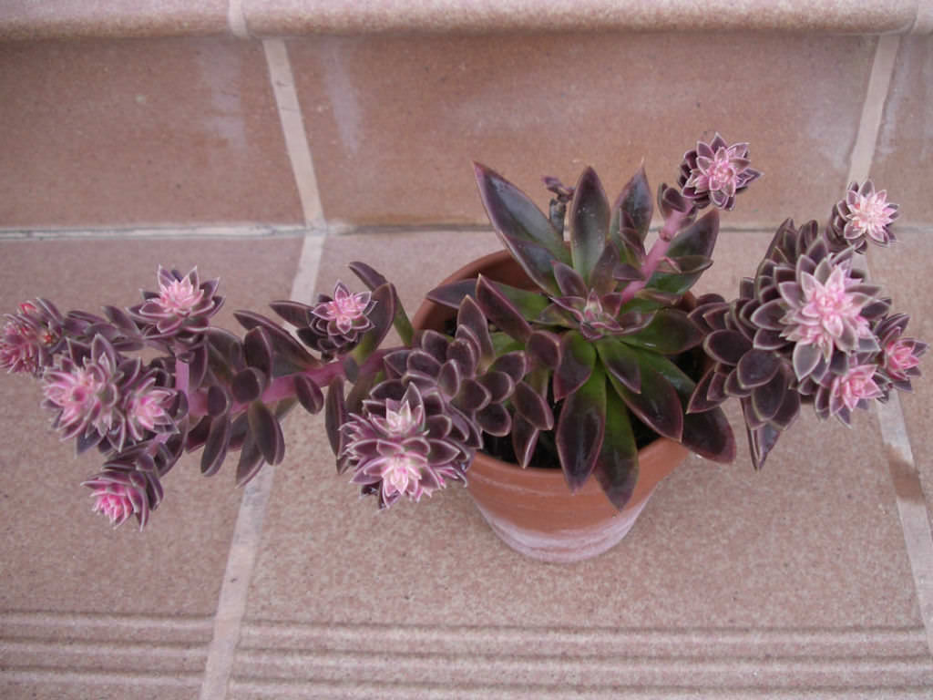 Echeveria 'Serrana'