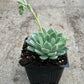 Echeveria pulidonis --Pulido's Echeveria--