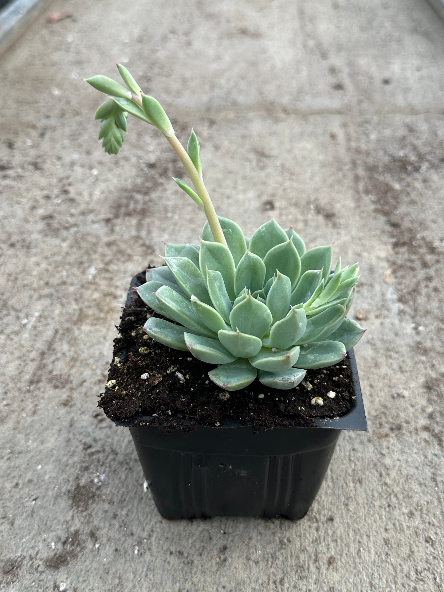 Echeveria pulidonis --Pulido's Echeveria--