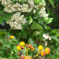 Ehretia anacua --Anaqua Tree--