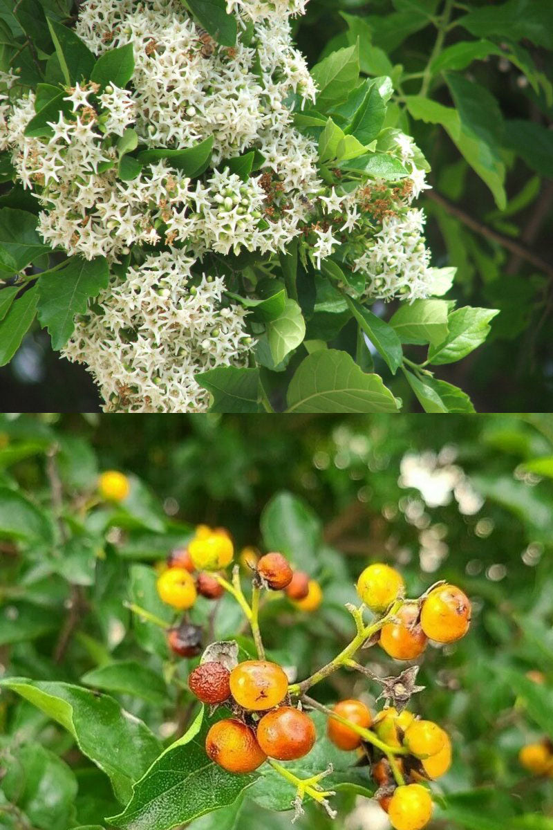 Ehretia anacua --Anaqua Tree--