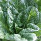 LETTUCE 'Emerald Fan'
