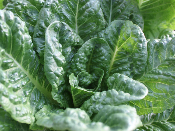 LETTUCE 'Emerald Fan'