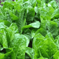 LETTUCE 'Emerald Fan'
