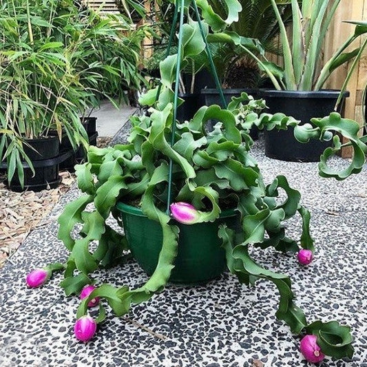 Epiphyllum hookeri var. guatemalensis f. monstrose --Curly Locks Orchid Cactus--
