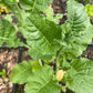 KALE 'Texsel Greens'