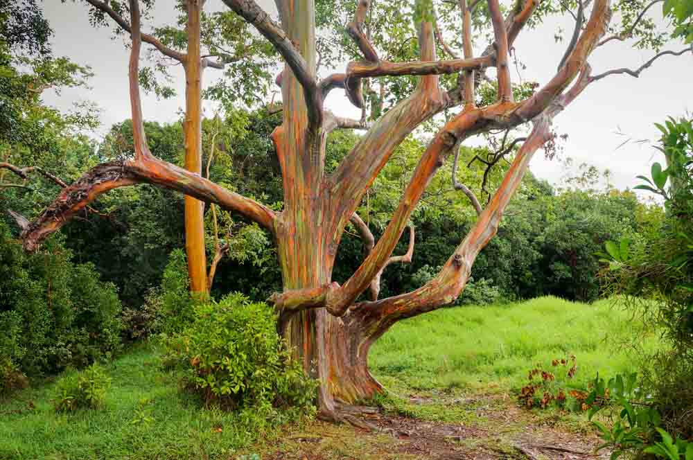 EUCALYPTUS 'Rainbow Gum' --Eucalyptus deglupta--