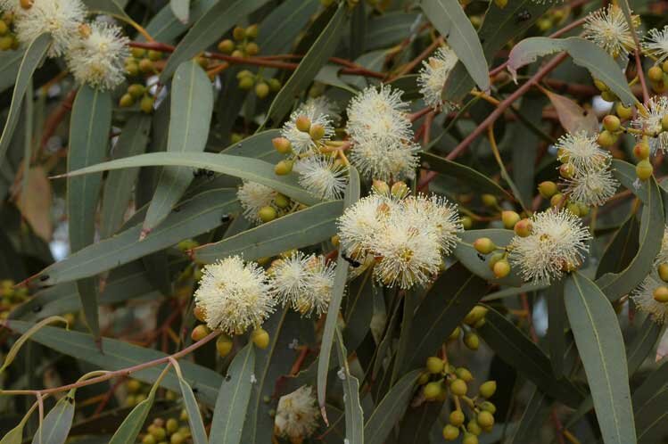 EUCALYPTUS 'Red' --Eucalyptus camaldulensis--