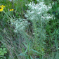 Eupatorium hyssopifolium --Hyssop-leaved Boneset--