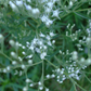 Eupatorium hyssopifolium --Hyssop-leaved Boneset--